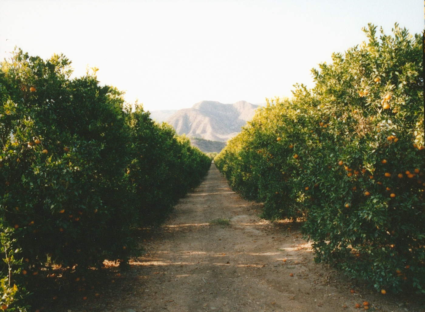 marmalade grove