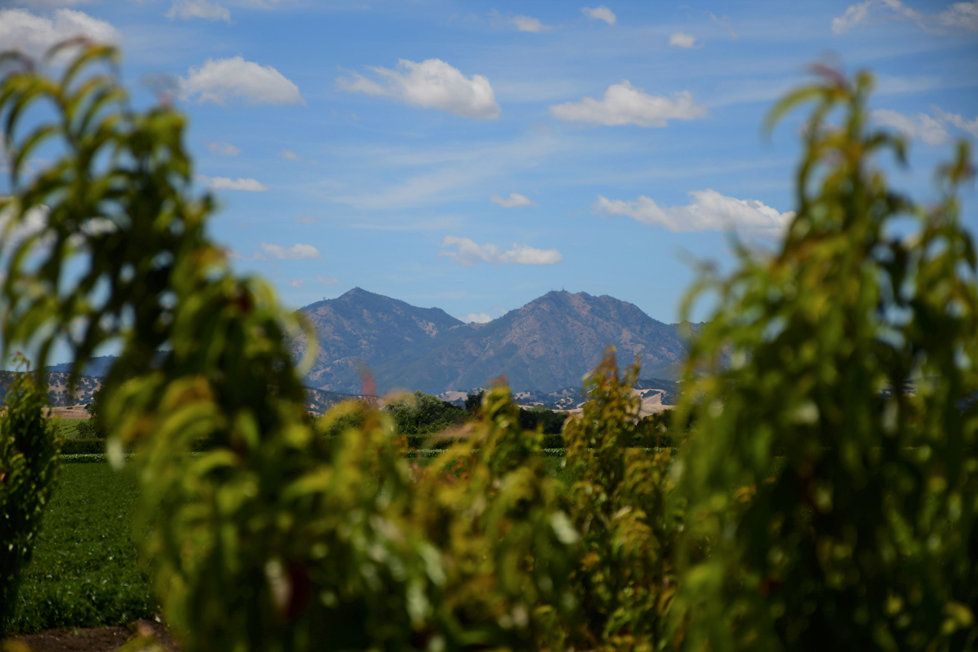 Farm with mountains in background