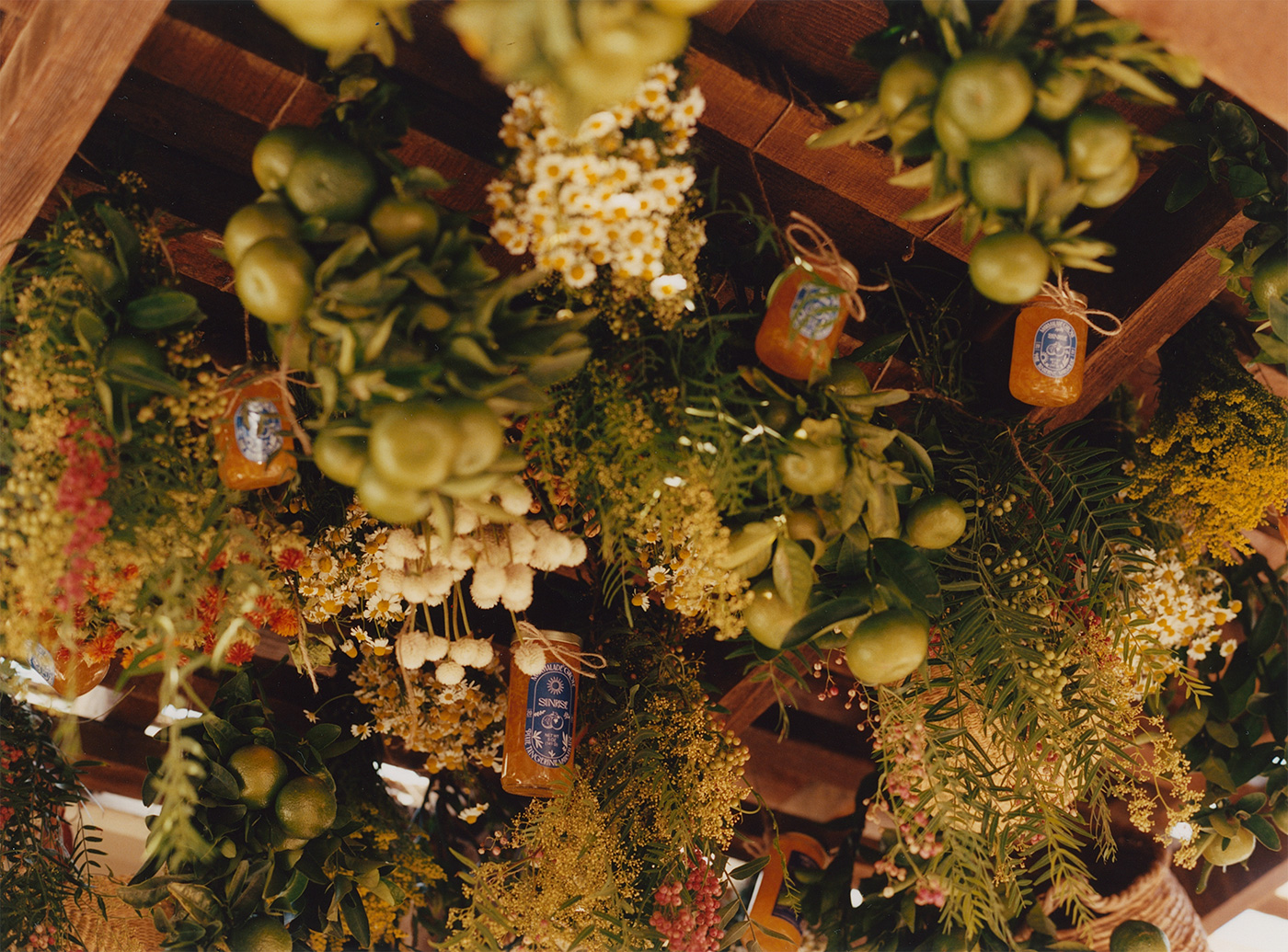 marmalade grove jars hanging from grape tree overhang