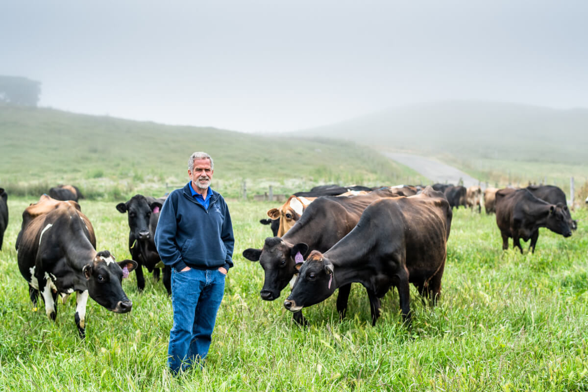 Founder Albert Straus with cows 