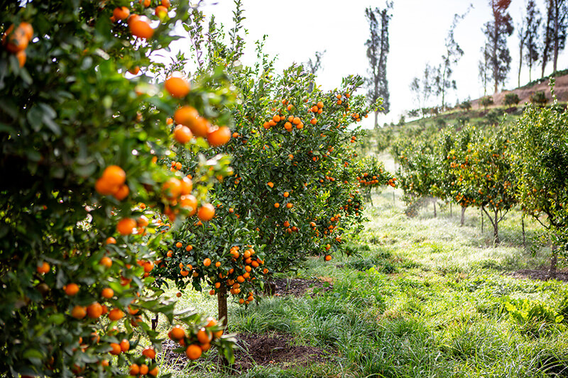 Orange trees 