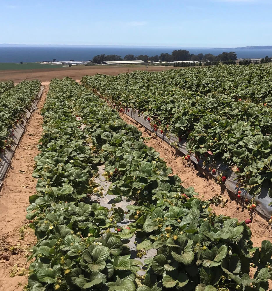 Rows of strawberry plants