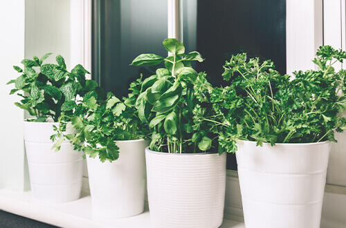 herbs on pots on a windowsill