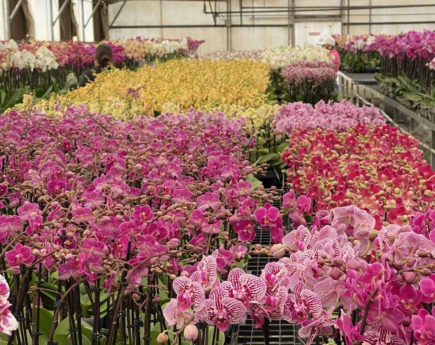 Matsui Nursery Green House Flowers