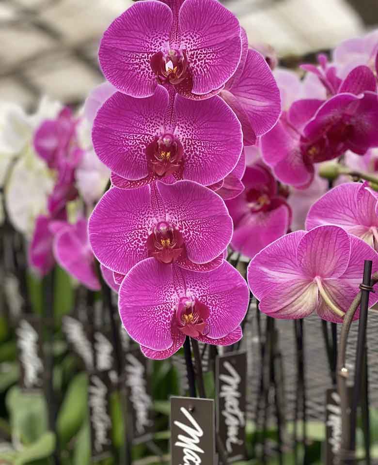Matsui Nursery