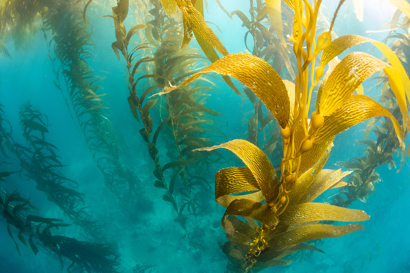 kelp in natural habitat 