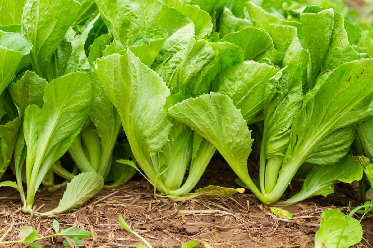 Sauteéd Mustard Greens