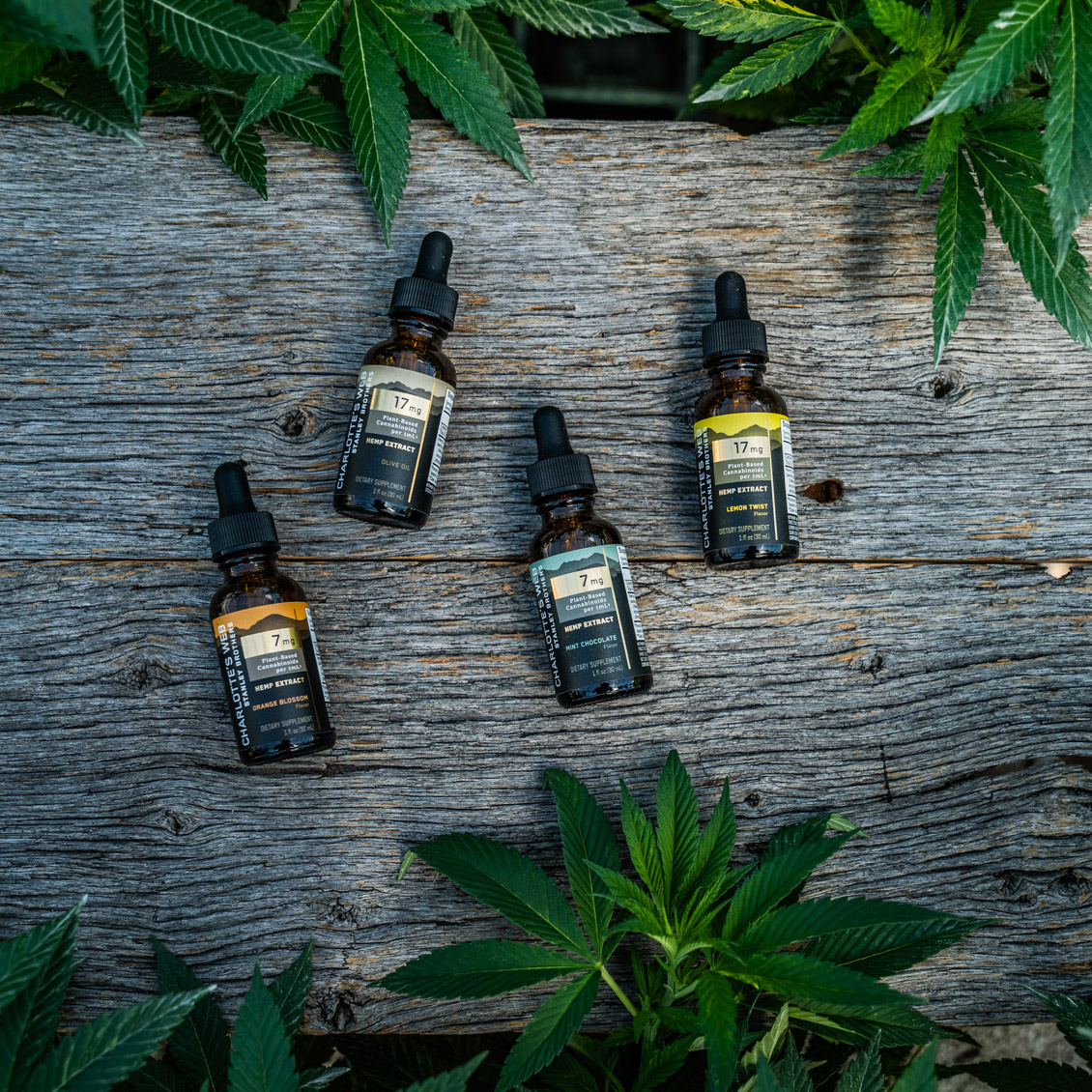 Charlotte’s Web CBD oils