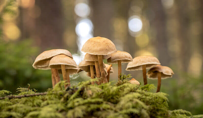 Mushrooms growing in a forest