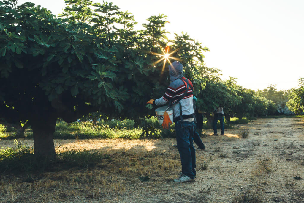 farmer harvesting from tree