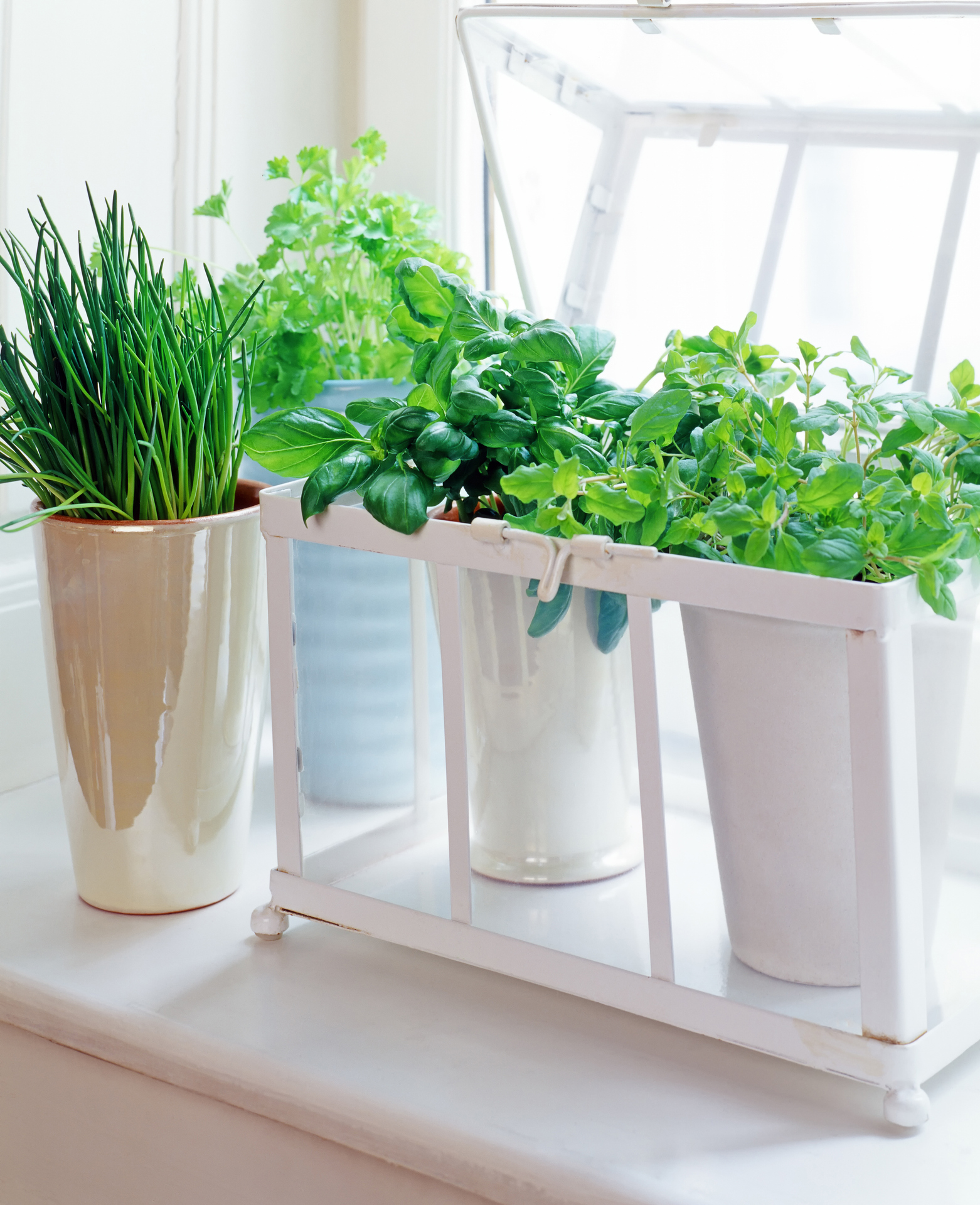 herbs in pots on a sill