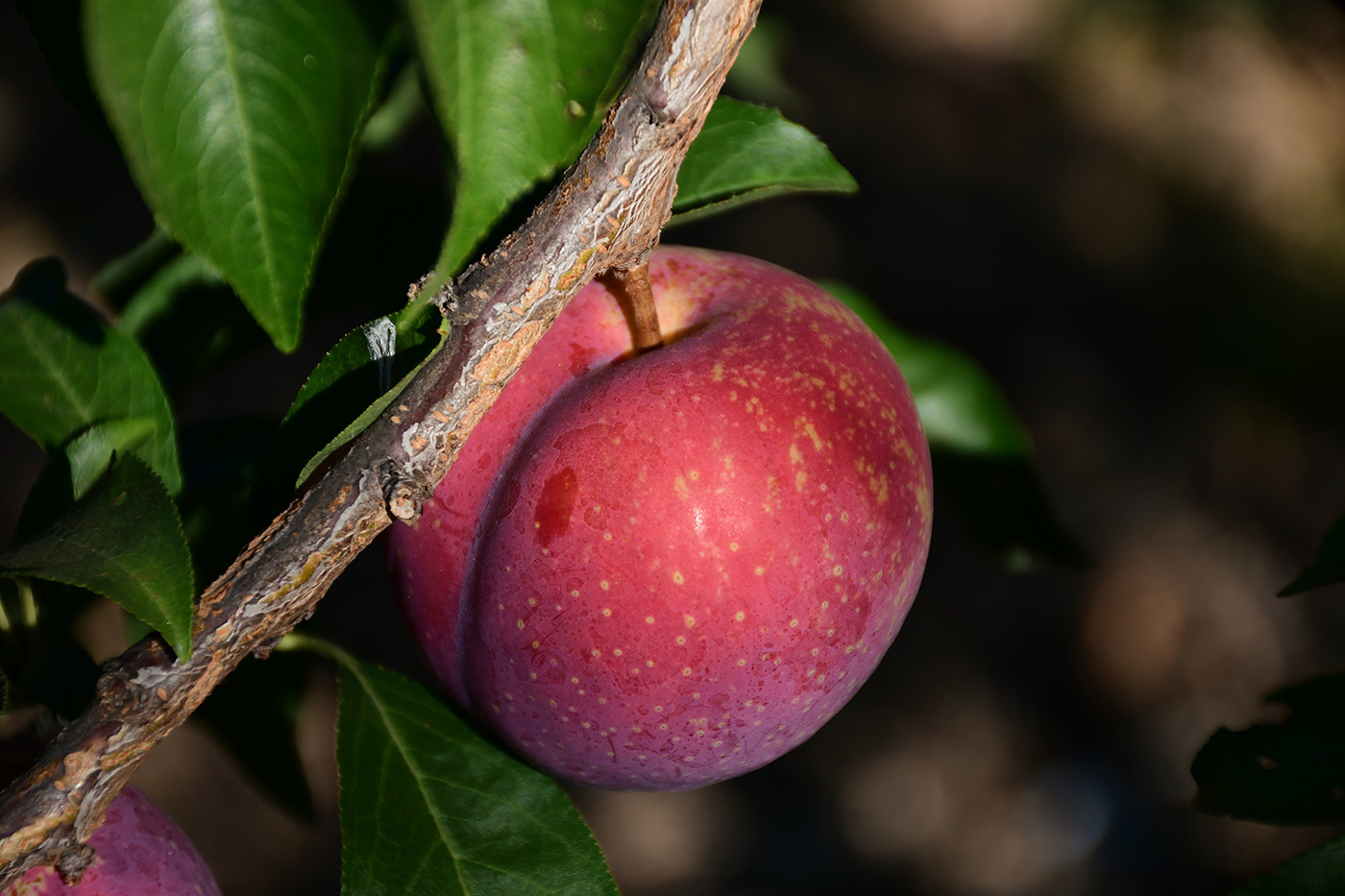 Array of nectarines