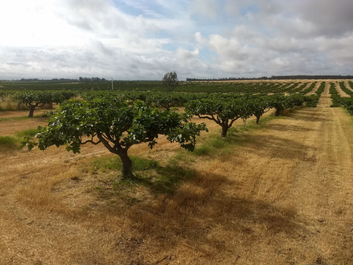 rows of trees in orchard