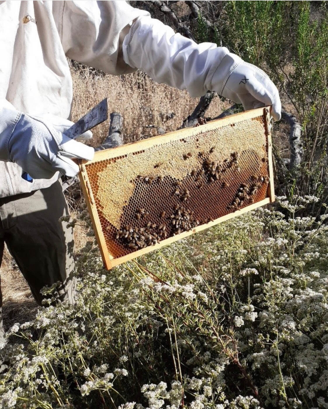 Beekeeper harvesting frame of honey