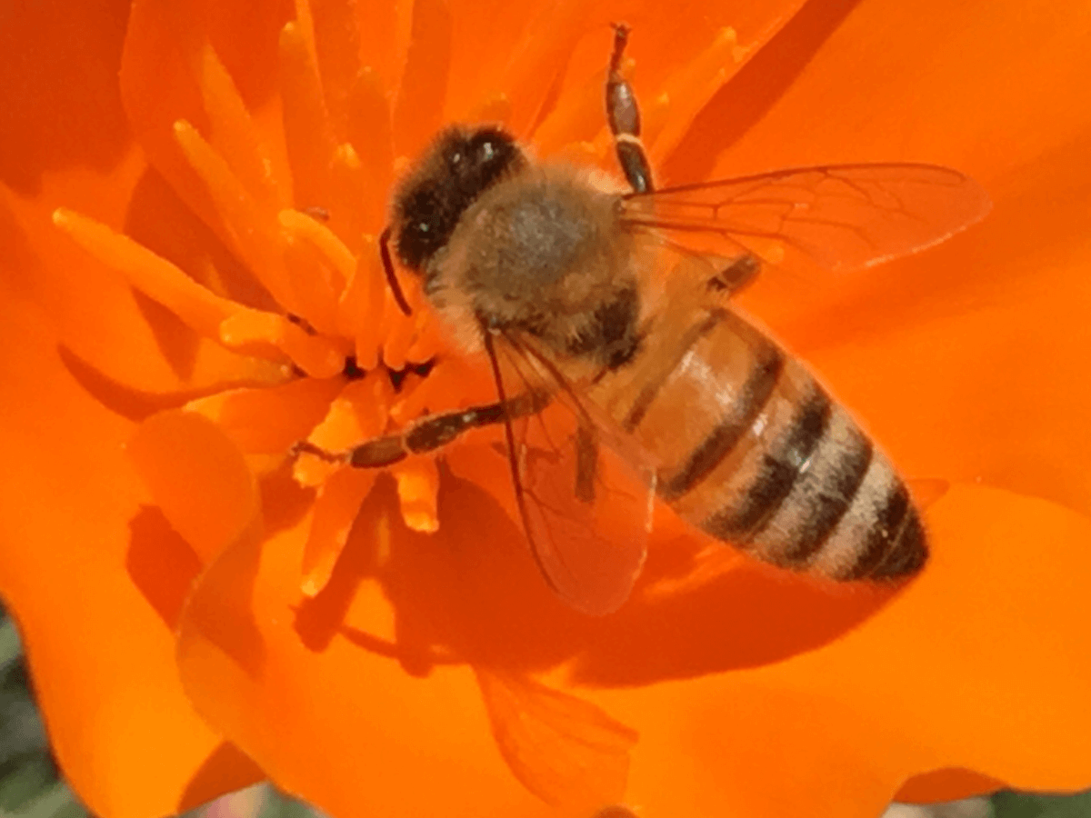 Bee on a flower