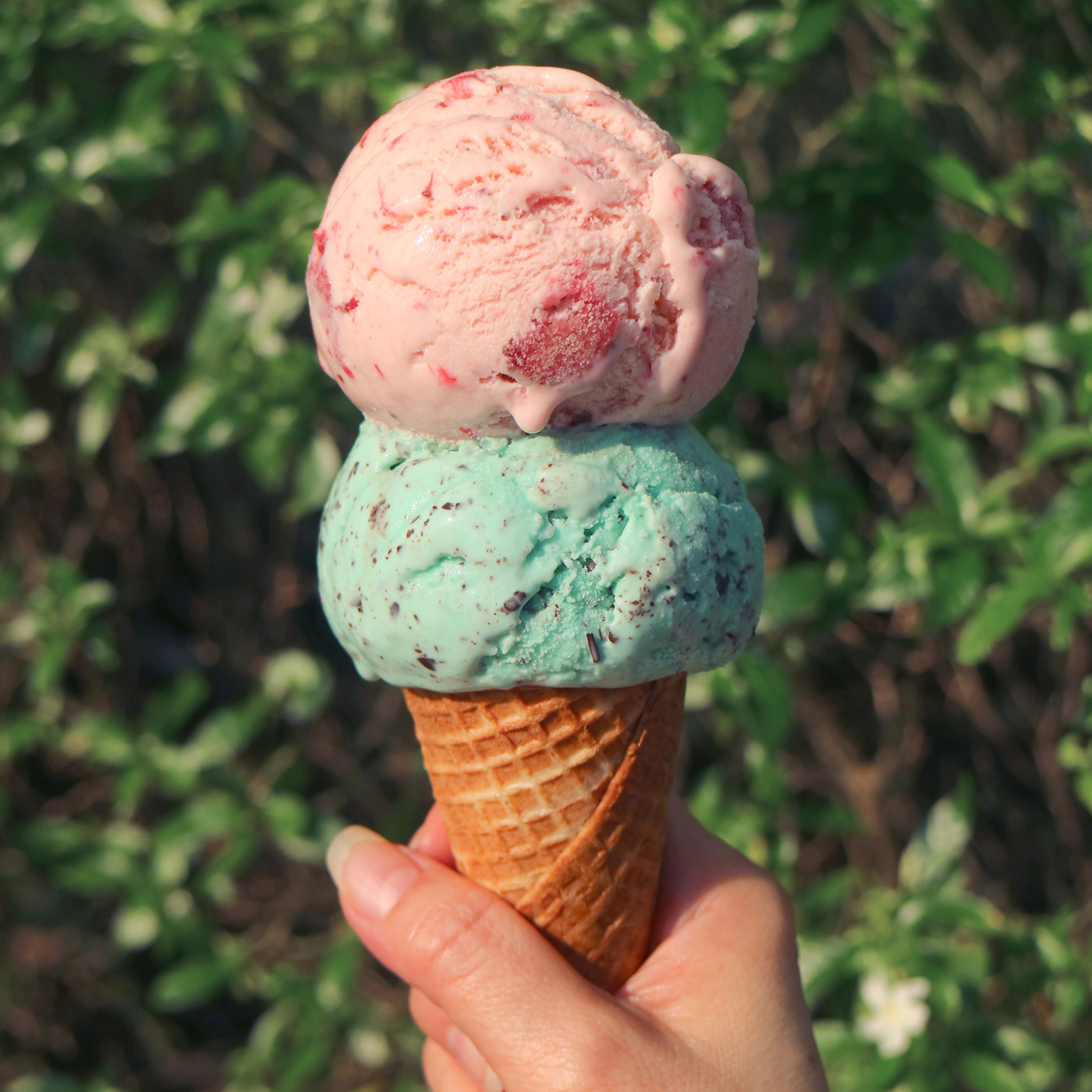 The Scoop on Ice Cream