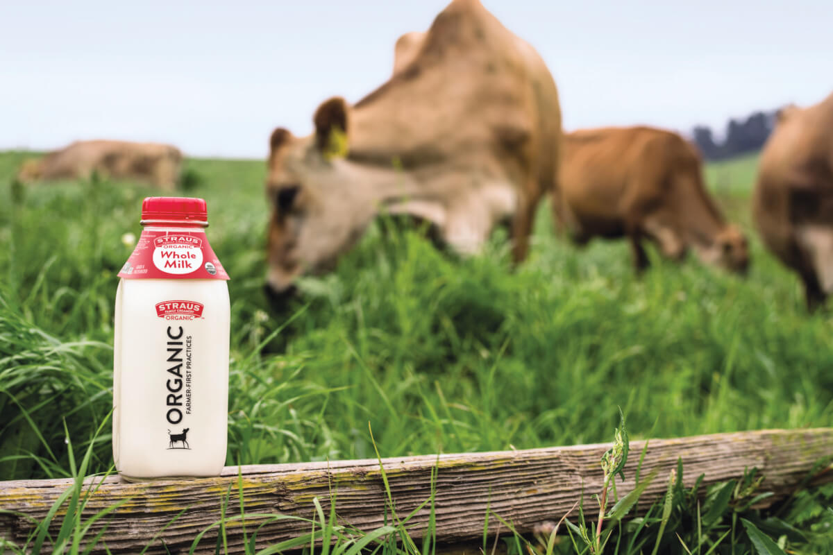 Straus milk in front of cows