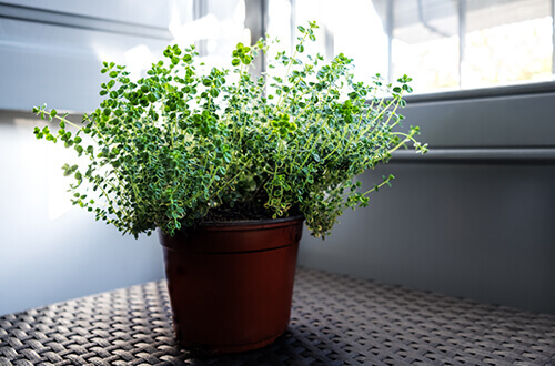 thyme in pot on the floor 